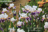 A clump of white and purple intermediate bearded irises named 'Dazzling' available at  'Stout Gardens at Dancingtree'.