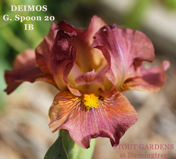 Close-up of a Red and orange intermediate bearded iris named 'Deimos' at 'Stout Gardens at Dancingtree'