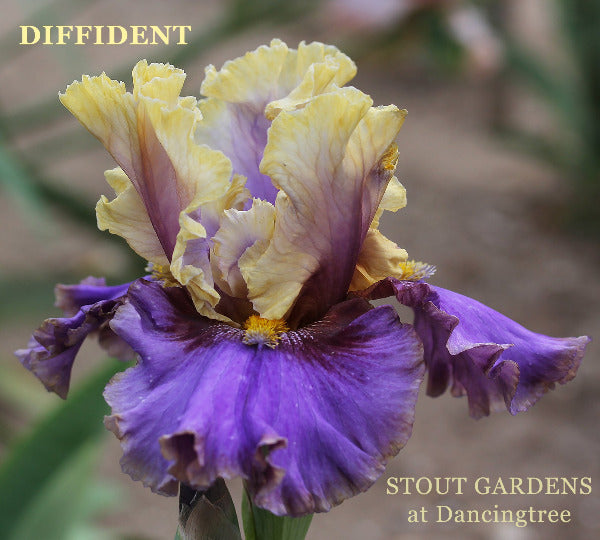 Purple and yellow tall bearded iris flower called 'Diffident' at 'Stout Gardens at Dancingtree'.