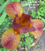 Yellow and red miniature tall bearded iris flower 'DON'T LOOK NOW' by Chuck Bunnell at 'Stout Gardens at Dancingtree'.