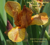 Maroon and yellow miniature tall bearded iris 'Don't Look Now' at 'Stout Gardens at Dancingtree'. 
