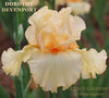 Peach colored tall bearded iris 'Dorothy Devenport' shown at 'Stout Gardens At Dancingtree'.