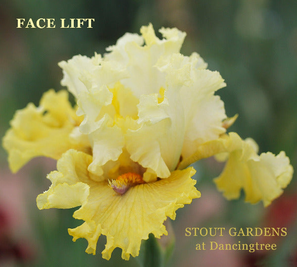 Two toned yellow tall bearded iris flower 'Face Lift', showing purple horns at 'Stout Gardens at Dancingtree'.