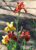 Colorful red toned tall bearded irises 'Far Engine' by Burseen at 'Stout Gardens at Dancingtree'.