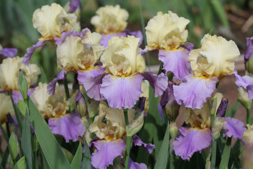 An image showing a group of tall bearded iris 'Feodosiya' with light yellow over lilac bi-color flowers at 'Stout Gardens At Dancingtree'.