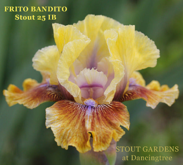 Yellow, purple and brown intermediate bearded iris flower named 'Frito Bandito' by Hugh Stout available at 'Stout Gardens at Dancingtree'.