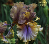 Colorful tall bearded, space-age iris flower with 'Funky Fun' text and 'Stout Gardens At Dancingtree' location.