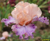 Pink and purple tall bearded iris flower with purple horns at 'Stout Gardens At Dancingtree'.