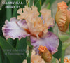 Peach orange and purple tall bearded iris with long horns called 'Gabby Gal' at 'Stout Gardens At Dancingtree'.