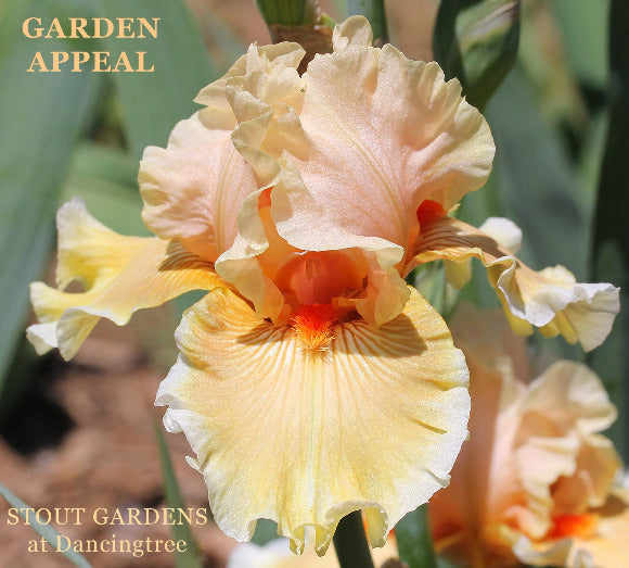 Bright apricot orange tall bearded iris 'Garden Appeal' is displayed t 'tout Gardens At Dancingtree'.