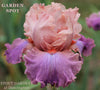 A Close-up of the tall bearded iris 'Garden Spot' showing light pink over mauve purple falls at 'Stout Gardens at Dancingtree'.