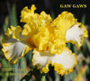 Yellow and white tall bearded iris called 'Gaw Gaws' by Burseen is shown feauring bright yellow over white falls edged yellow and large flounces. Available at 'Stout Gardens At Dancingtree'.
