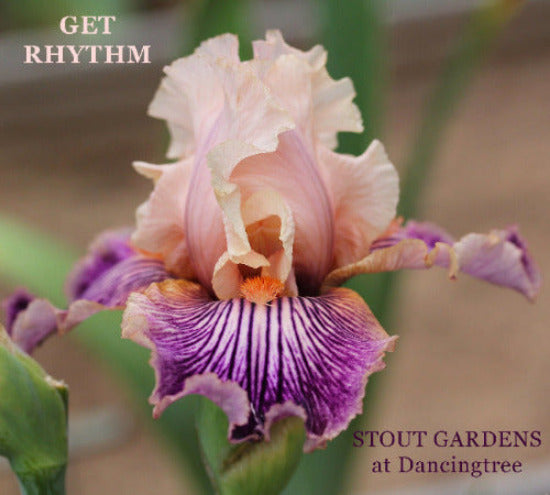 Tall bearded iris flower named 'Get Rhythm' displaying pink standards with heavily veined in purple falls at 'Stout Gardens at Dancingtree'.