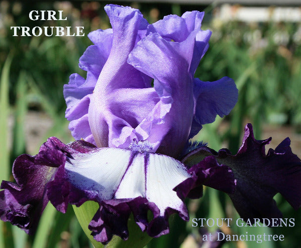 Purple and white plicata patterned flower 'Girl Trouble' is a tall bearded iris available at 'Stout Gardens at Dancingtree'.