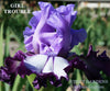 Purple and white plicata patterned flower 'Girl Trouble' is a tall bearded iris available at 'Stout Gardens at Dancingtree'.