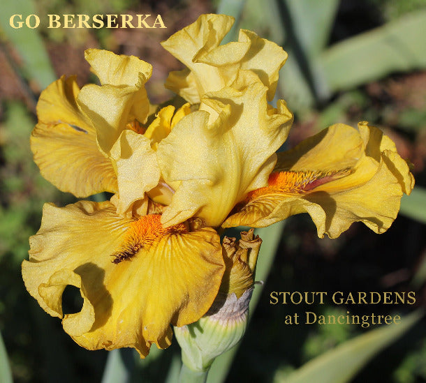 'Go Berserka', a yellow tall bearded iris, space-age is displayed with orange-buff standards, bronze-yellow falls, and elongated horn beards displayed prominently at 'Stout Gardens At Dancingtree'.