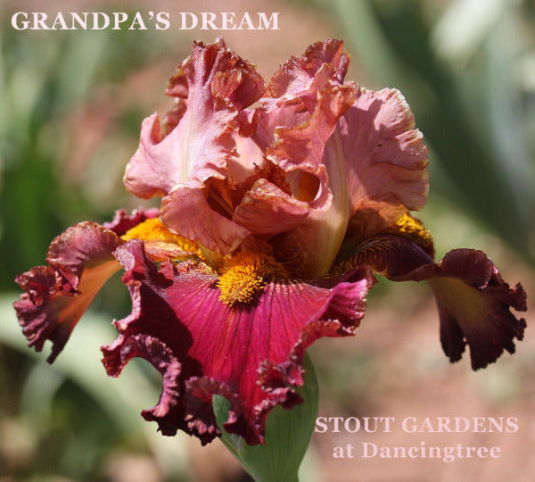 Pink and purple tall bearded iris flower with 'Grandpa's Dream' text and 'Stout Gardens at Dancingtree' branding.