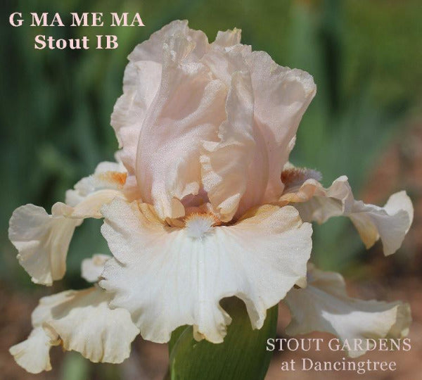 Pink intermediate bearded iris named 'G Ma Me Ma' by Hugh Stout Jr. available at 'Stout Gardens at Dancingtree'.