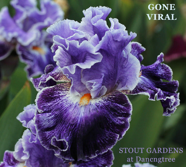 Close-up of the tall bearded iris 'Gone Viral', with a dark purple and white luminata pattern at 'Stout Gardens At Dancingtree'.