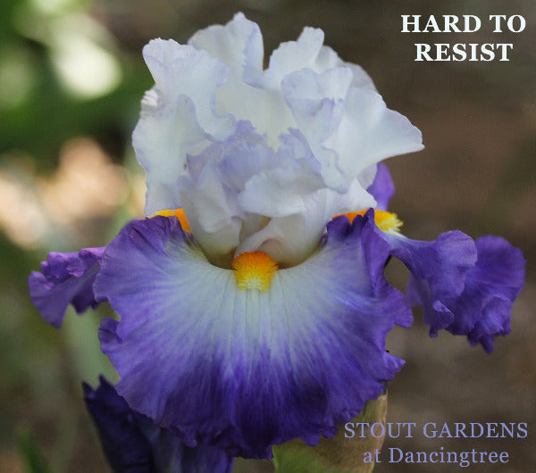 Close-up of a white and purple blue tall bearded iris flower 'Hard to Resist' text at 'Stout Gardens at Dancingtree'.