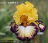 Yellow, white and dark purple plicata 'High Desert' is shown, a tall bearded iris at 'Stout Gardens At Dancingtree'.