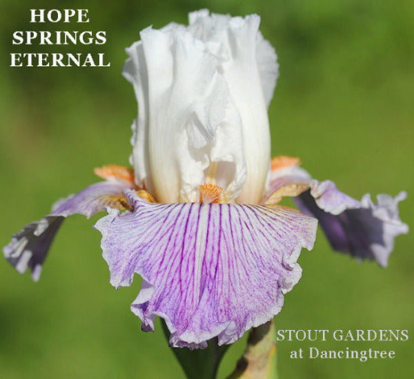 White and purple tall bearded iris 'Hope Springs Eternal' at 'Stout Gardens at Dancingtree'. 