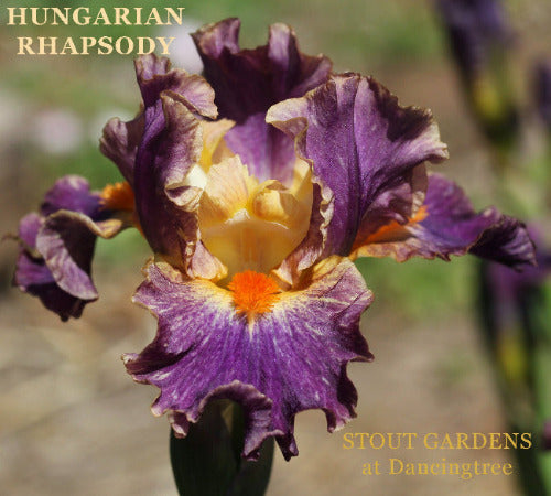 A close-up image of an intermediate bearded Iris 'Hungarian Rhapsody' with a purple body and peach luminata markings, available from 'Stout Gardens at Dancingtree'.