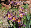 A clump of an intermediate bearded Iris 'Hungarian Rhapsody' with a purple body and peach luminata markings, available from 'Stout Gardens at Dancingtree'.