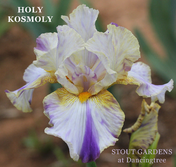 Broken color tall bearded iris 'Holy Kosmoly' showing white and yellow flower with purple stripes at 'Stout Gardens At Dancingtree'.