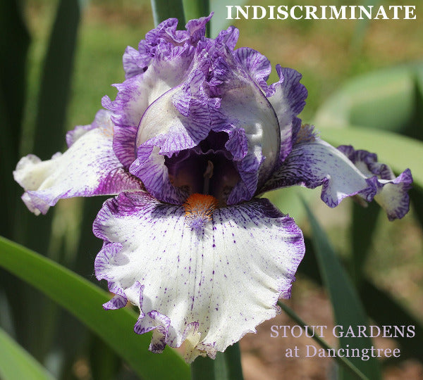 Purple and white plicata, broken color, ruffled tall bearded iris flower with 'Indiscriminate' text and 'Stout Gardens at Dancingtree' branding.