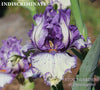 Close-up of a purple and white, broken color plicata tall bearded iris flower named 'Indiscriminate' at 'Stout Gardens at Dancingtree'.