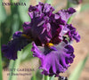 Close-up of tall bearded iris 'Insomnia', a dark purple flower seen at 'Stout Gardens At Dancingtree'.
