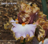 Gold, white and light purple tall bearded iris flower 'Instagram' is displayed at 'Stout Gardens at Dancingtree'.