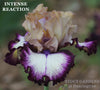 Tall bearded iris flower 'Intense Reaction' with purple, white, and yellow plicata patterned petals at 'Stout Gardens at Dancingtree'. 