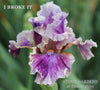 Purple and white tall bearded iris flower 'I Broke It', displaying broken color pattern at 'Stout Gardens at Dancingtree'. 