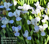 Miniature tall bearded iris 'Ice Shavings' is shown displaying white flowers veined purple at 'Stout Gardens At Dancingtree'.