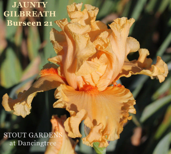 Big orange tall bearded iris flower named 'Jaunty Gilbreath', available at 'Stout Gardens At Dancingtree'.