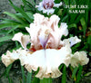 Pink and white tall bearded, space-age  iris flower, 'Just Like Sarah', shown with big flounces at 'Stout Gardens At Dancingtree'.