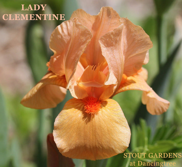 Orange standard dwarf bearded iris flower, 'Lady Clementine', at 'Stout Gardens at Dancingtree'.