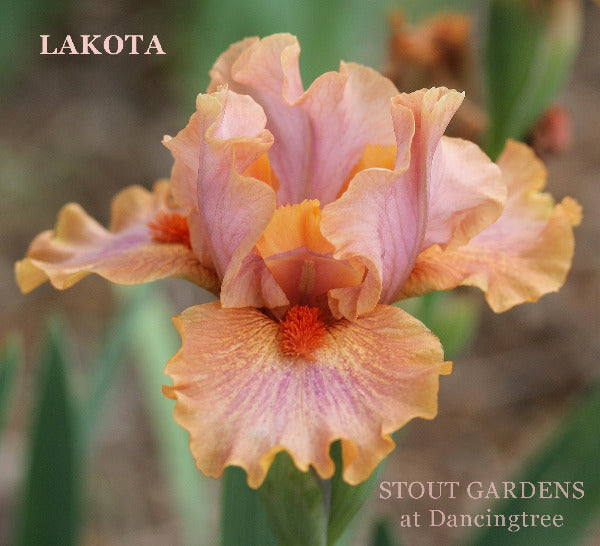 Pink and orange intermediate bearded iris flower named 'LAKOTA' and 'Stout Gardens at Dancingtree'.