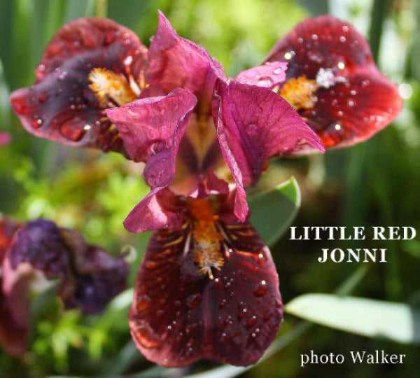 Red and maroon miniature dwarf bearded iris flower 'Little red jonni' available at 'Stout Gardens at Dancingtree'.