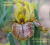 Yellow and purple plicata border bearded iris flower named 'Magic Quest' at 'Stout Gardens at Dandingtree'.