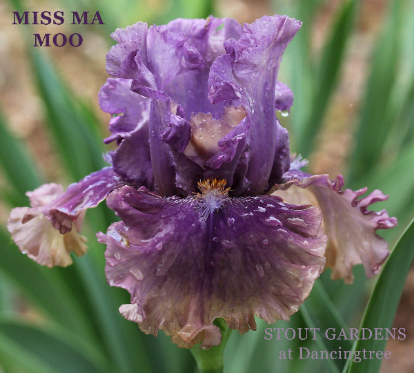 Purple and blue tall bearded Iris flower 'Miss Ma Moo' at 'Stout Gardens at Dancingtree'.