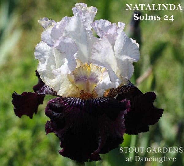 Black and white  tall bearded iris called 'Natalinda' is shown at 'Stout Gardens At Dancingtree'.