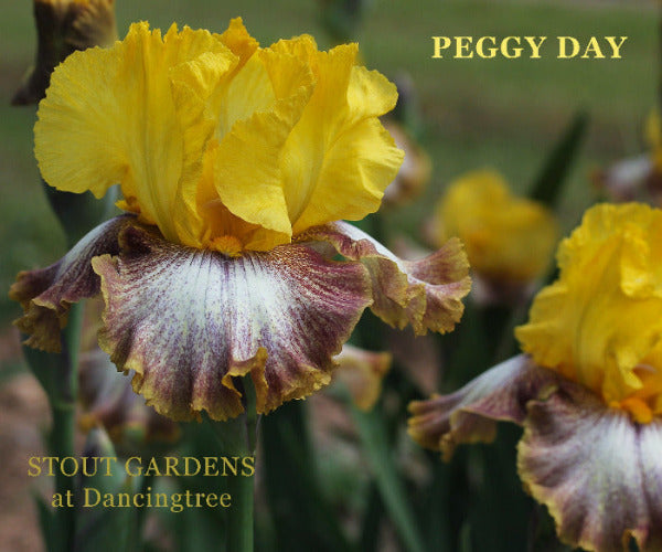 Yellow, purple and white plicata pattern is displayed on the tall bearded iris 'Peggy Day' at 'Stout Gardens at Dancingtree'.