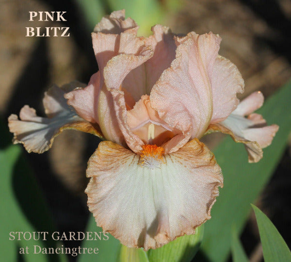 Pink and white intermediate bearded iris named 'Pink Blitz' available at 'Stout Gardens at Dancingtree'.