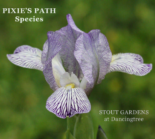 Purple and white striped species-x iris flower named 'Pixie's Path' in the garden at 'Stout Gardens at Dancingtree'.