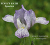 Purple and white striped species-x iris flower named 'Pixie's Path' in the garden at 'Stout Gardens at Dancingtree'.