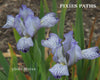 Purple and white striped species-x iris flower named 'Pixie's Path' available at 'Stout Gardens at Dancingtree'.