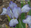 Purple and white striped species-x iris flower named 'Pixie's Path' available at 'Stout Gardens at Dancingtree'.